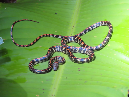 Photo of a Panama Spotted Night Snake (Siphlophis cervinus)