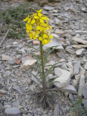 Erysimum callicarpum