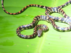 Siphlophis cervinus