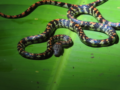 Siphlophis cervinus