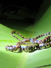 Siphlophis cervinus