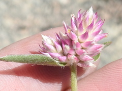 Gomphrena sonorae