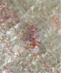 Cephalotes umbraculatus