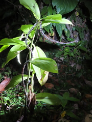 Siphlophis cervinus