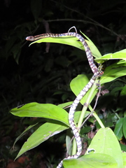 Siphlophis cervinus