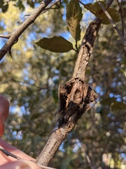 Dryocosmus asymmetricus