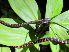 Siphlophis cervinus