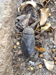 Lethocerus collosicus