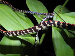 Siphlophis cervinus