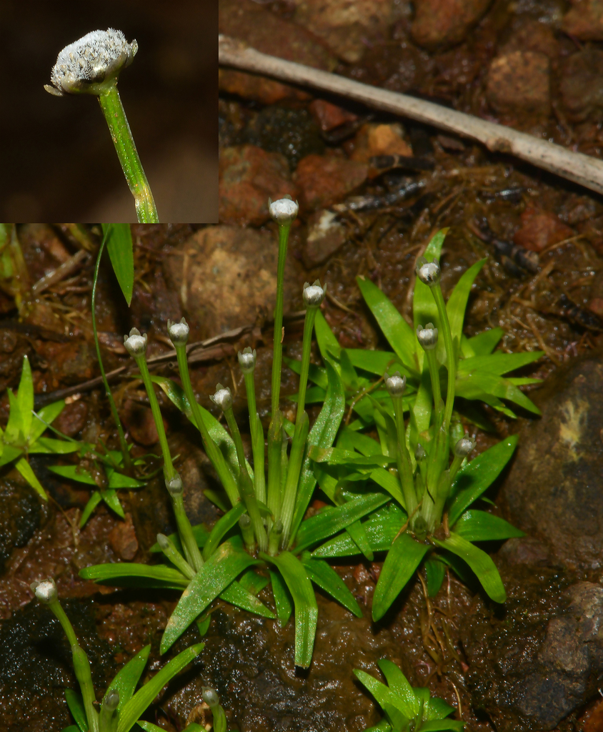 Eriocaulon heterolepis