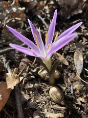 Colchicum bulbocodium
