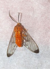 Isanthrene felderi
