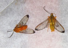 Isanthrene felderi