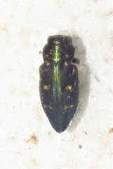 Buprestinae