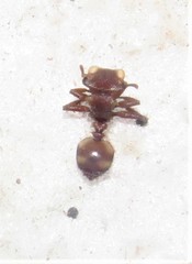 Cephalotes umbraculatus