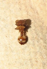 Cephalotes umbraculatus