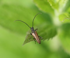 Trachysida mutabilis