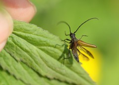 Trachysida mutabilis