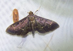 Pilocrocis