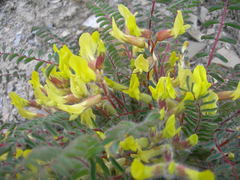 Astragalus utriger