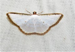 Leuciris