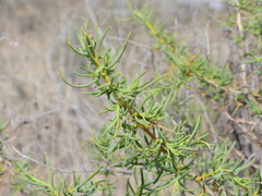 Senecio subulatus erectus