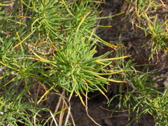 Senecio subulatus erectus