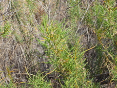 Senecio subulatus erectus