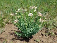 Stellera chamaejasme