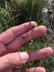 Ludwigia hirtella