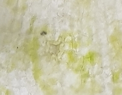 Orthotrichum stramineum