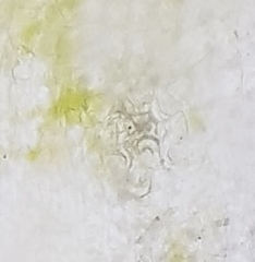 Orthotrichum stramineum