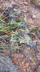 Hermannia holosericea