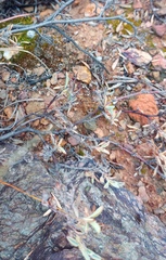 Hermannia holosericea