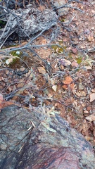 Hermannia holosericea