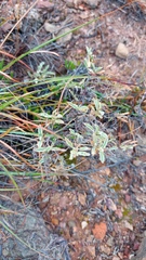 Hermannia holosericea