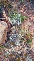 Hermannia holosericea