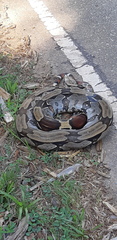 Boa constrictor constrictor