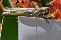 Zygoclistron superbum