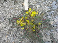 Astragalus utriger