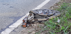 Boa constrictor constrictor