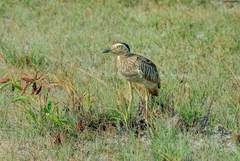 Burhinus bistriatus vocifer