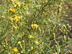 Senecio subulatus erectus
