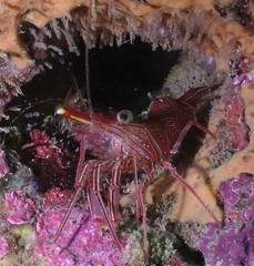 Rhynchocinetes durbanensis