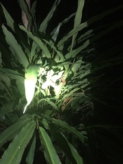 Geostachys penangensis