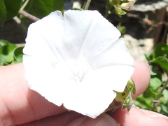 Jacquemontia pringlei