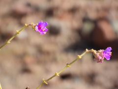 Mirabilis ovata