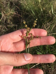 Juncus marginatus
