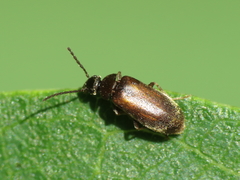 Scraptia dubia