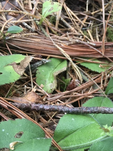 Leaf-miner fly photo 4